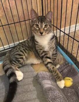 Rescue Tabby Cats for Adoption in Pasco, Washington - Monty | PetCurious