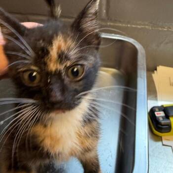 Whiskey -  Domestic Short Hair Cat for Adoption in Tuscaloosa, Alabama - Whiskey | PetCurious