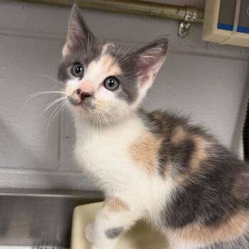 Natasha Romanov -  Domestic Medium Hair Cat for Adoption in Greenville, South Carolina - Natasha Romanov | PetCurious