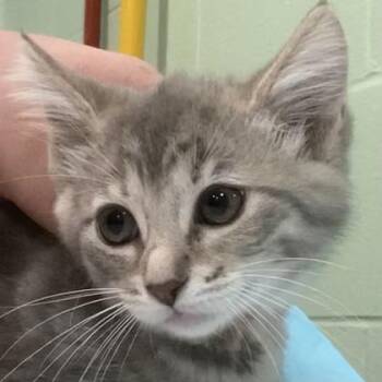 Gingham -  Domestic Short Hair Cat for Adoption in Cincinnati, Ohio - Gingham | PetCurious