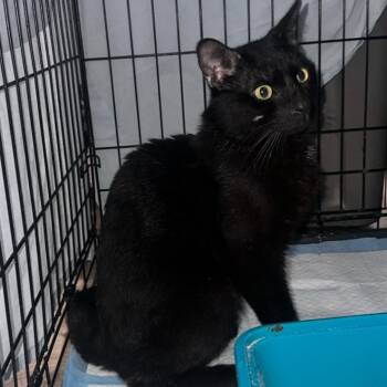 Rescue Domestic Short Hair Cats for Adoption in New York, New York - Prada | PetCurious
