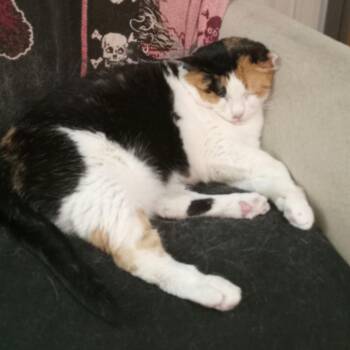 Football -  Domestic Short Hair Cat for Adoption in Norman, Oklahoma - Football | PetCurious