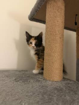 Misty -  Domestic Short Hair Cat for Adoption in Parkville, Maryland - Misty | PetCurious