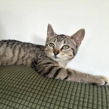 Domestic Short Hair and American Shorthair Cats Available for Adoption in Houston, Texas - Truffle | PetCurious
