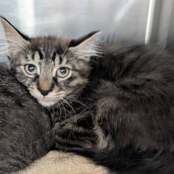 Kalabar -  Domestic Short Hair Cat for Adoption in Titusville, Florida - Kalabar | PetCurious
