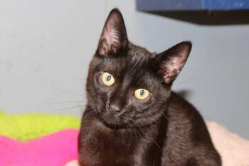 FRAGILISTIC -  Domestic Short Hair Cat for Adoption in Brazil, Indiana - FRAGILISTIC | PetCurious
