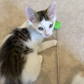 Sriracha -  Domestic Medium Hair Cat for Adoption in Renton, Washington - Sriracha | PetCurious