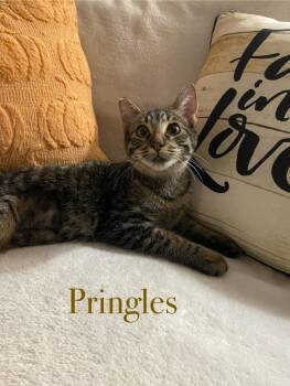 Rescue Domestic Short Hair Cats for Adoption in Oceanside, California - Pringles | PetCurious