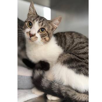 Chuck -  Domestic Short Hair Cat for Adoption in Ridgely, Maryland - Chuck | PetCurious