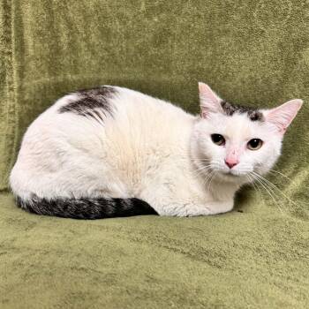 Domestic Short Hair Cats Available for Adoption - Adeline | PetCurious