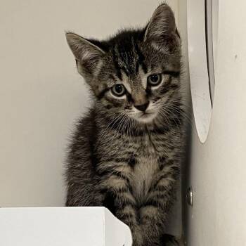 Ochre -  Domestic Short Hair Cat for Adoption in Philadelphia, Pennsylvania - Ochre | PetCurious