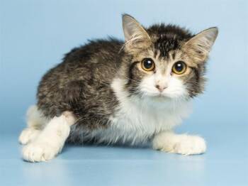 SHELBY -  Domestic Short Hair Cat for Adoption in Phoenix, Arizona - SHELBY | PetCurious