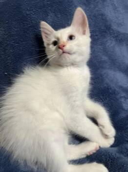 Cloud ( Tara ) -  Siamese Cat for Adoption in Napa, California - Cloud ( Tara ) | PetCurious