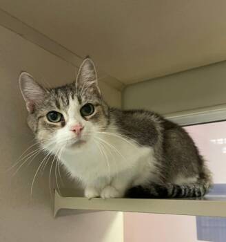 Ethel -  Domestic Short Hair Cat Available for Adoption in Ontario, Ohio - Ethel | PetCurious