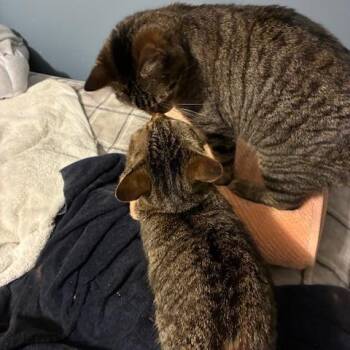 Biscuits -  Domestic Short Hair Cat for Adoption in Cumming, Georgia - Biscuits | PetCurious