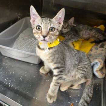 Acorn -  Domestic Short Hair Cat for Adoption in Las Vegas, Nevada - Acorn | PetCurious