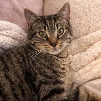 Domestic Short Hair Cats Available for Adoption - Dooley | PetCurious