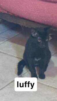 Luffy -  Domestic Short Hair Cat for Adoption in Johnson City, Tennessee - Luffy | PetCurious