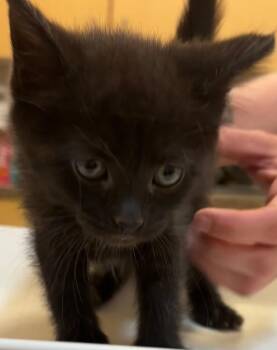 Domestic Short Hair Cats Available for Adoption in Elizabethton, Tennessee - Renee | PetCurious