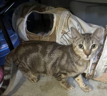 Tabby Cats Available for Adoption in Ormond Beach, Florida - Valerie | PetCurious