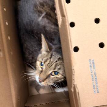 Inny -  Domestic Short Hair Cat for Adoption in Philadelphia, Pennsylvania - Inny | PetCurious