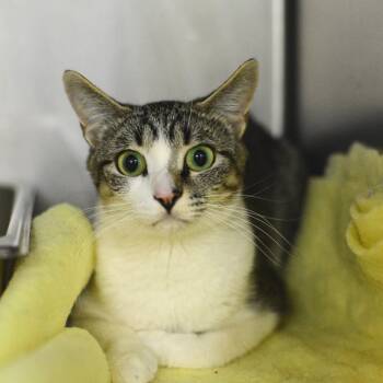 Mom -  Domestic Short Hair Cat for Adoption in Idaho Falls, Idaho - Mom | PetCurious