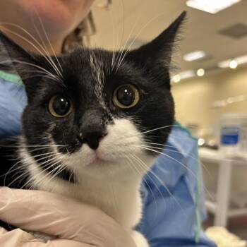 Domestic Short Hair Cats Available for Adoption - Sundance | PetCurious