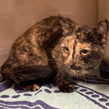Rescue Domestic Short Hair Cats for Adoption in Yuma, Arizona - Nancy | PetCurious
