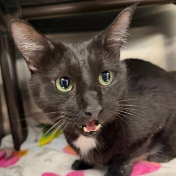 Widdle -  Domestic Short Hair Cat for Adoption in Las Vegas, Nevada - Widdle | PetCurious