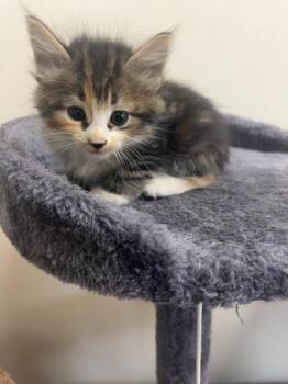 Dally 23859 -  Domestic Short Hair Cat for Adoption in Monroe, Georgia - Dally 23859 | PetCurious