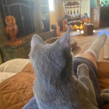Squirrel -  Domestic Short Hair Cat for Adoption in Durham, North Carolina - Squirrel | PetCurious