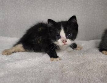 PANAMA -  Domestic Short Hair Cat for Adoption in Dallas, Texas - PANAMA | PetCurious