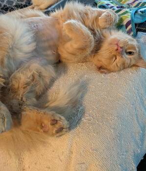 Rescue Domestic Medium Hair Cats for Adoption in Little Mountain, South Carolina - Auburn | PetCurious