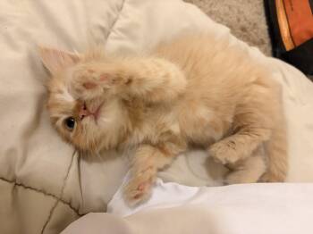 Bottle Rocket -  Domestic Short Hair Cat for Adoption in Fruit Heights, Utah - Bottle Rocket | PetCurious