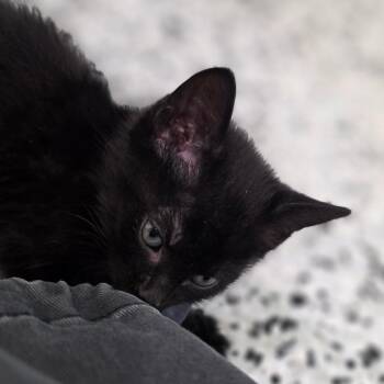 Domestic Short Hair Cats Available for Adoption in Chapel Hill, North Carolina - Rosado | PetCurious