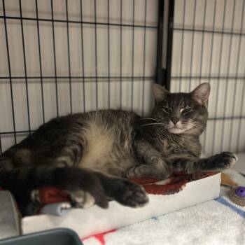 Corbin -  Domestic Short Hair Cat for Adoption in Davenport, Iowa - Corbin | PetCurious