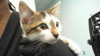A1266358 -  Domestic Short Hair Cat for Adoption in Charlotte, North Carolina - A1266358 | PetCurious