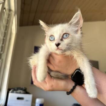 Dust Bunny -  Domestic Medium Hair Cat for Adoption in Pacific Grove, California - Dust Bunny | PetCurious