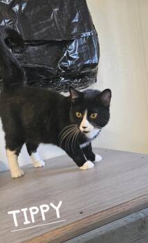 TIPPY -  Domestic Short Hair Cat for Adoption in Du Quoin, Illinois - TIPPY | PetCurious