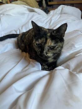 Domestic Short Hair Cats Available for Adoption in San Antonio, Texas - MOMMA | PetCurious