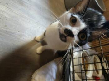 Mia Moo -  Domestic Short Hair Cat for Adoption in Lawrenceville, Georgia - Mia Moo | PetCurious