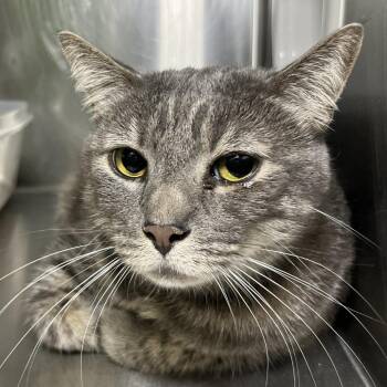 Griffon -  Domestic Short Hair and Mixed Breed Cat for Adoption in Palm Springs, California - Griffon | PetCurious