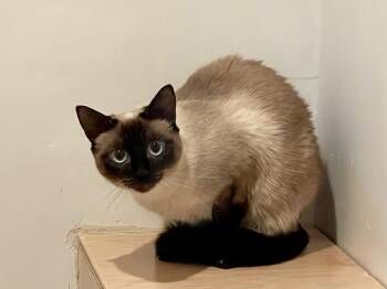 Gazelle -  Domestic Short Hair Cat for Adoption in Oakland, California - Gazelle | PetCurious