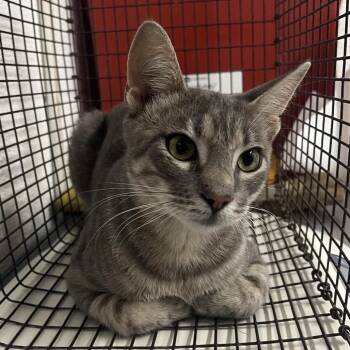 Pegasus -  Domestic Short Hair Cat for Adoption in Edinburg, Texas - Pegasus | PetCurious