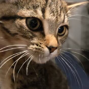 Rescue Domestic Short Hair Cats for Adoption in Carmel, Indiana - Rocky | PetCurious