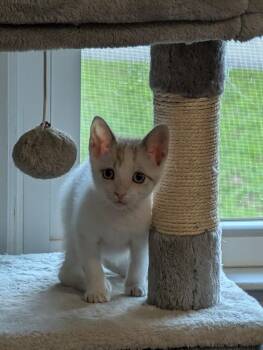 Penelope -  Domestic Short Hair and Snowshoe Cat for Adoption in Shrewsbury, Massachusetts - Penelope | PetCurious