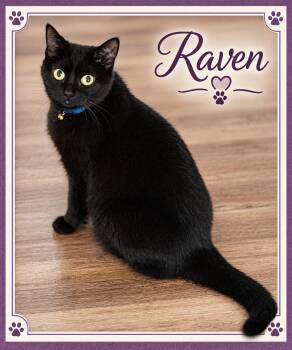 Raven-Loyal Heart with Golden Eyes -  Domestic Short Hair Cat for Adoption in Laurel, Maryland - Raven-Loyal Heart With Golden Eyes | PetCurious