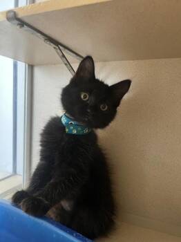 Domestic Short Hair Cats Available for Adoption in Salinas, California - Squeak | PetCurious