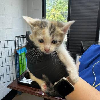 Cosmic Brownie -  Domestic Short Hair Cat for Adoption in Gadsden, Alabama - Cosmic Brownie | PetCurious