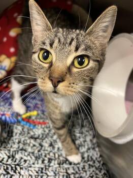 Tulip -  Domestic Short Hair Cat for Adoption in Bemidji, Minnesota - Tulip | PetCurious